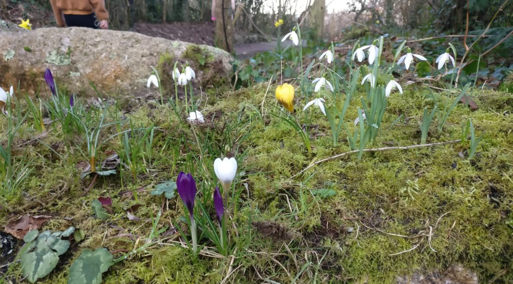 Spring blooms at the Eden Centre